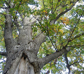 Tree in High Park