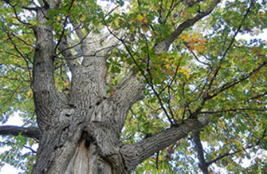 Tree in High Park
