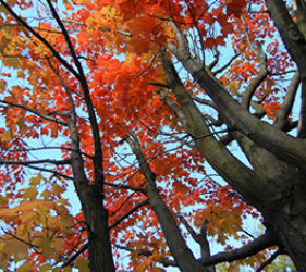 Tree in High Park