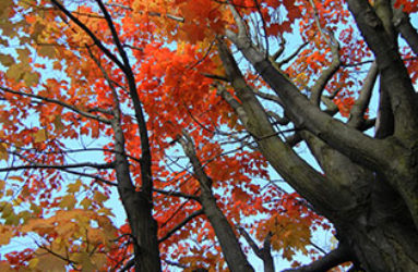 Tree in High Park